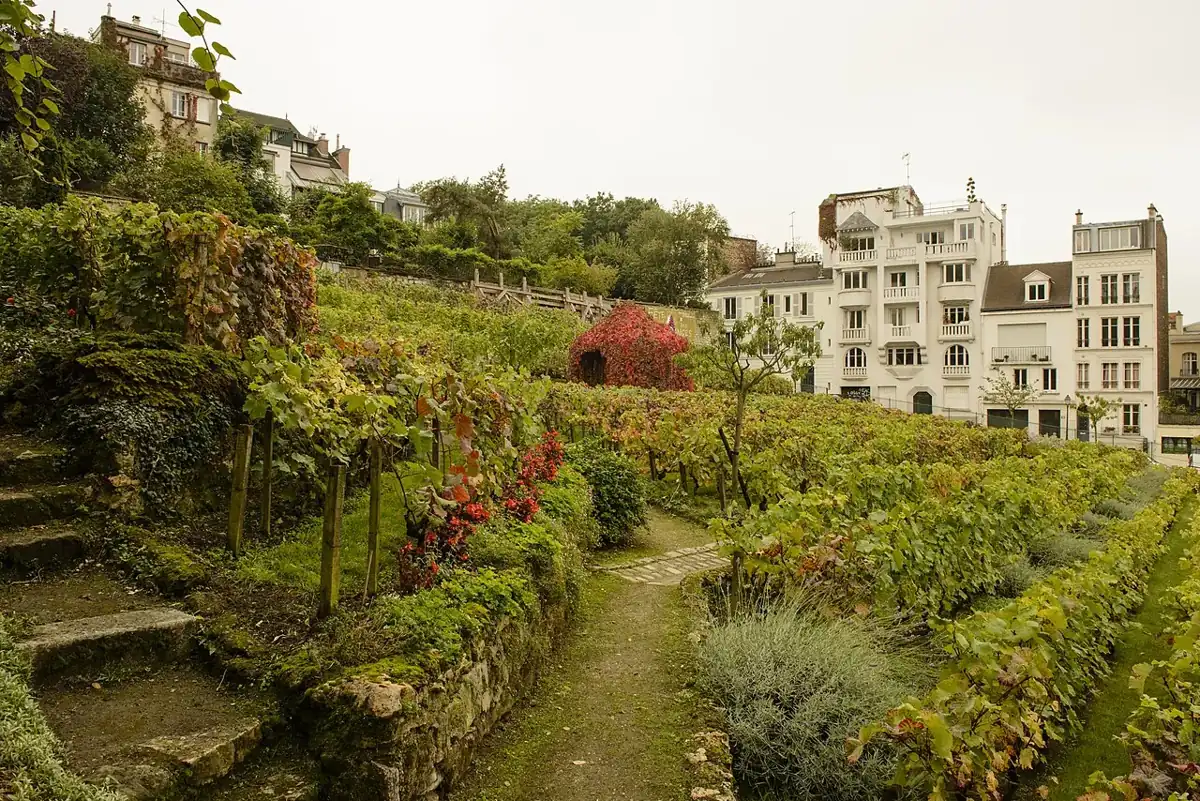 Vignes du Clos Montmartre photographiées en octobre 2012
